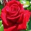 Red Rose paint by numbers