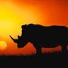 Rhino In Sunset paint by numbers
