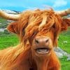 Scottish Highland Cow paint by numbers