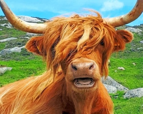 Scottish Highland Cow paint by numbers