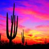 Silhouette Of Cactus paint by numbers