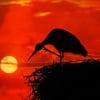 Stork Silhouette paint by numbers