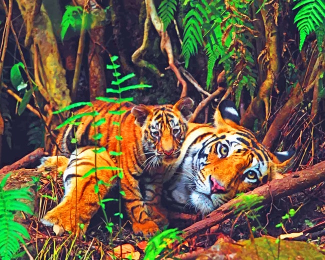 Tiger Mom And Cub paint by numbers