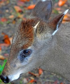 Tufted Deer Paint by numbers