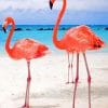 Two Flamingos In Beach paint by numbers