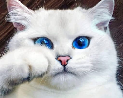 White Cat With Blue eyes paint by numbers