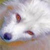 White Fox With Red eyes paint By numbers