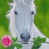 White Horse Holding Pink Flower paint by numbers
