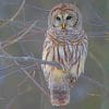 White Owl On A Tree Paint by numbers