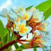 White Plumeria painting by numbers