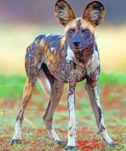 African Wild Dog Paint by numbers