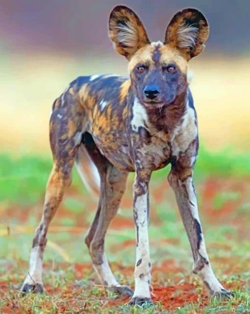 African Wild Dog Paint by numbers