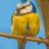 Yellow And Blue Bird Paint by numbers