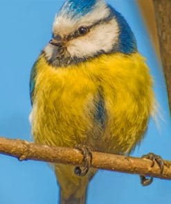 Yellow And Blue Bird Paint by numbers