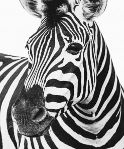 Zebra Horse paint By Numbers