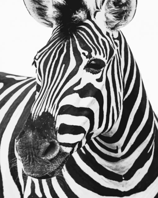 Zebra Horse paint By Numbers