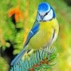 Blue Tit Bird paint by numbers