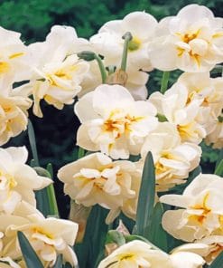 Daffodil Flowers paint By numbers