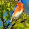 Eastern Blubird paint by numbers