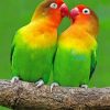 Lovebirds paint By Numbers