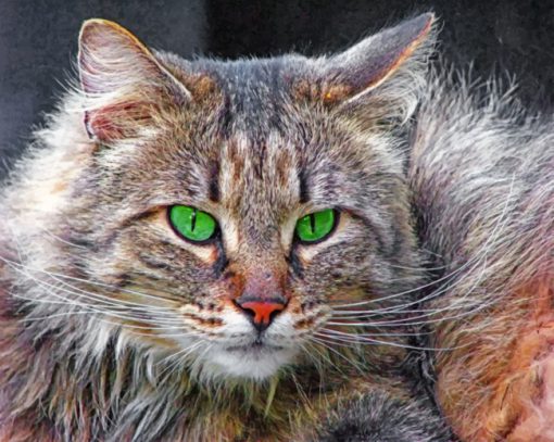 Norwegian Forest Cat paint By Numbers