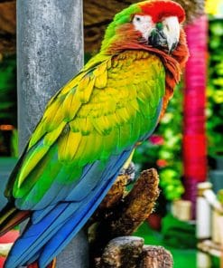 Colorful parrot paint by Numbers