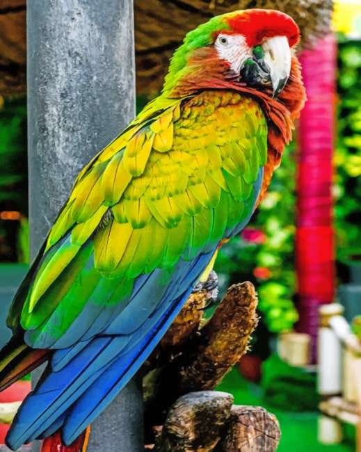 Colorful parrot paint by Numbers