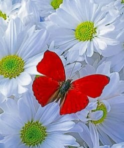 Red Butterfly On White Flower paint by numbers