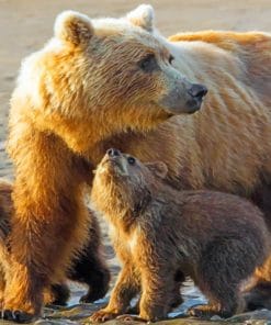 Bear And Cub paint By Numbers