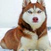 Red Husky paint By Numbers