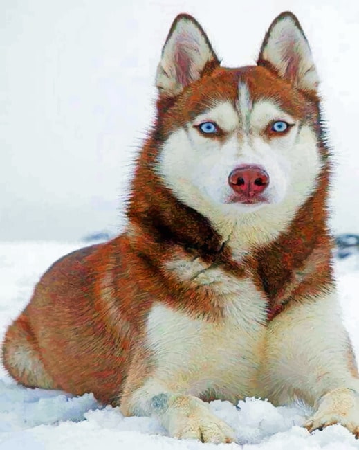 Red Husky paint By Numbers