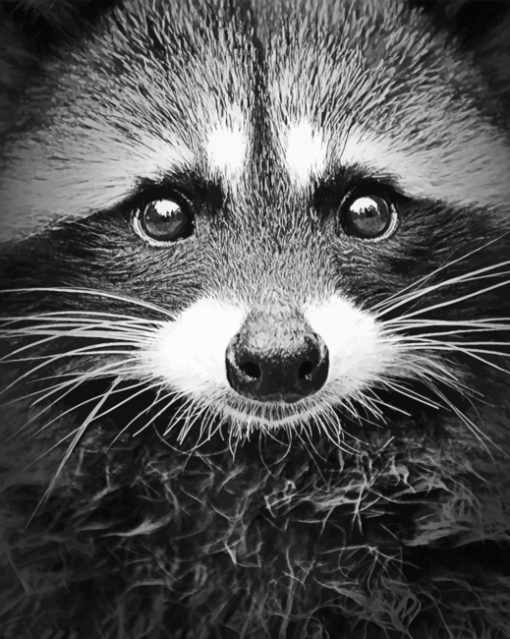 Black And White Raccoon paint By Numbers