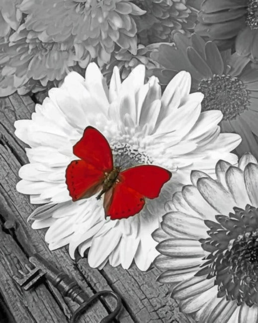 Black And Red Butterfly On Flower paint By Numbers