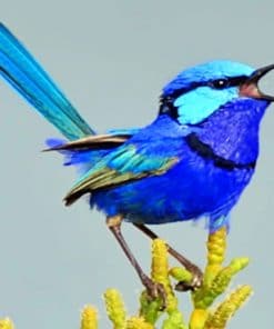 Blue Wren paint by numbers