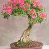 Cherry Blossom Bonsai Tree paint by numbers