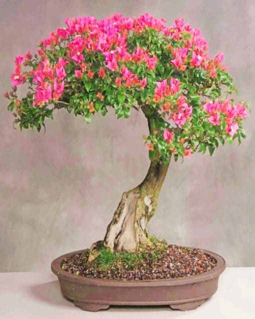Cherry Blossom Bonsai Tree paint by numbers