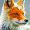 Close Up Fox paint By Numbers