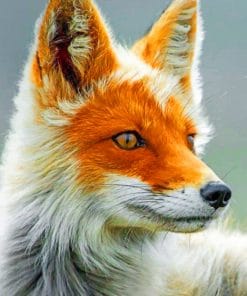 Close Up Fox paint By Numbers