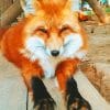 Close up Red Fox paint By numbers