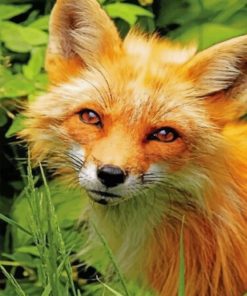 Close Up Red Fox paint By Numbers