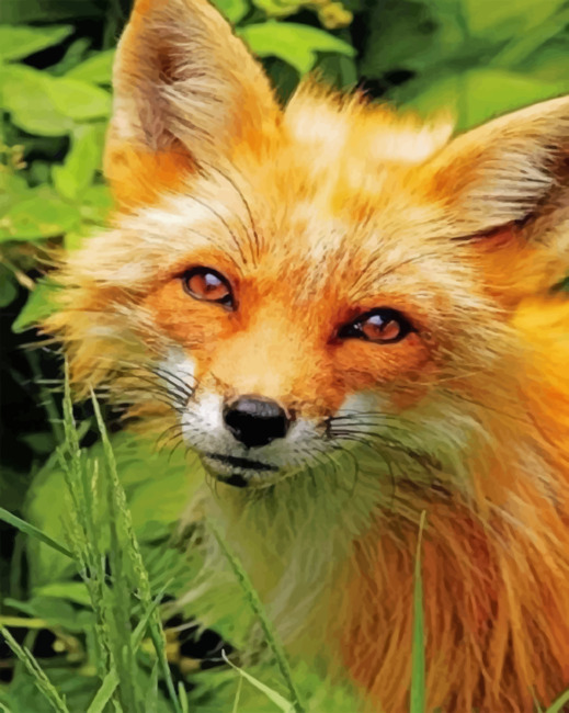 Close Up Red Fox paint By Numbers