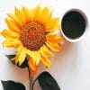 Coffee And Sunflower paint By Numbers