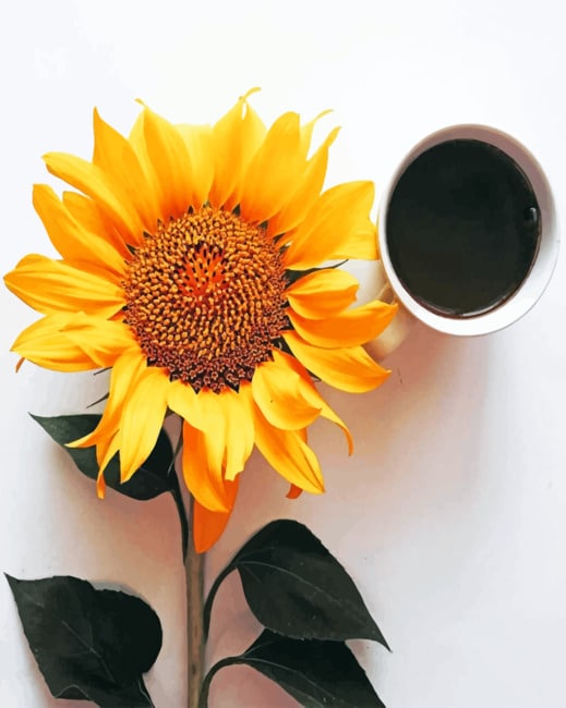 Coffee And Sunflower paint By Numbers