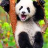 Cute Panda paint By Numbers