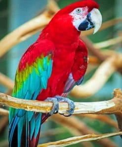 Cute Parrot paint by Numbers