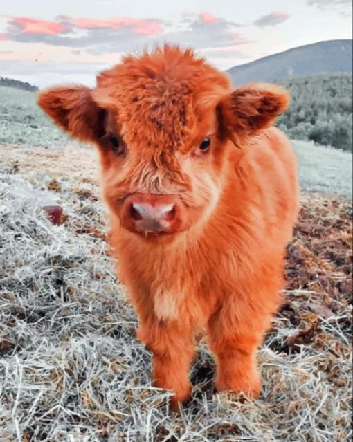 Fluffy Highland Cow paint By Numbers