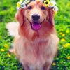 Golden Retriever paint By numbers