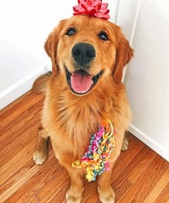 Golden Retriever paint By Numbers