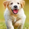 Happy Golden Puppy paint By Numbers