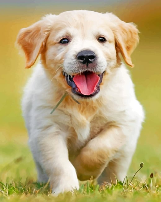 Happy Golden Puppy paint By Numbers